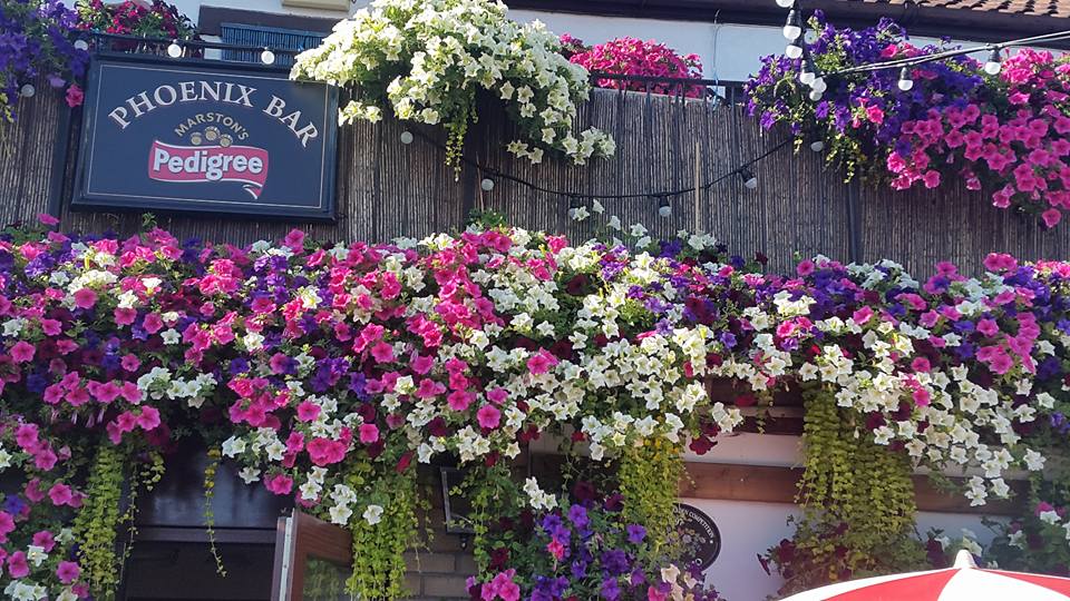 Hanging baskets in full bloom